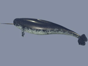 narval Modelo 3D