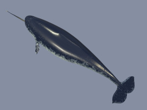 narval Model 3D