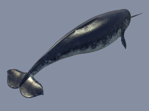 narval Modelo 3D