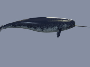 narval Model 3D