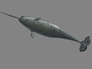 narval Model 3D