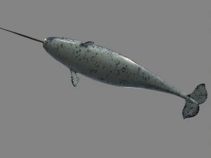 narval Modelo 3D