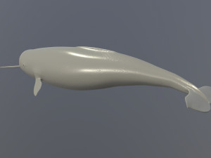narval Model 3D