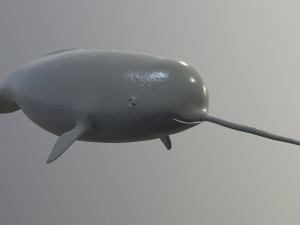narval Model 3D