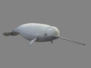 narval Model 3D