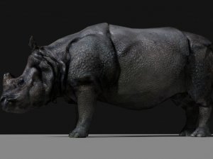 photorealistic rhinoceros indien low-poly 3Dモデル