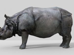 photorealistic rhinoceros indien low-poly 3D Модель