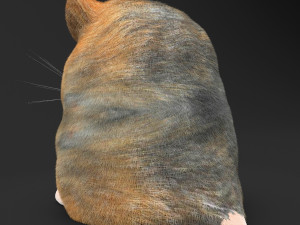 hamster toy with peanut Modelo 3D