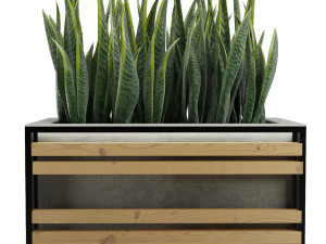 sansevieria 3D Model