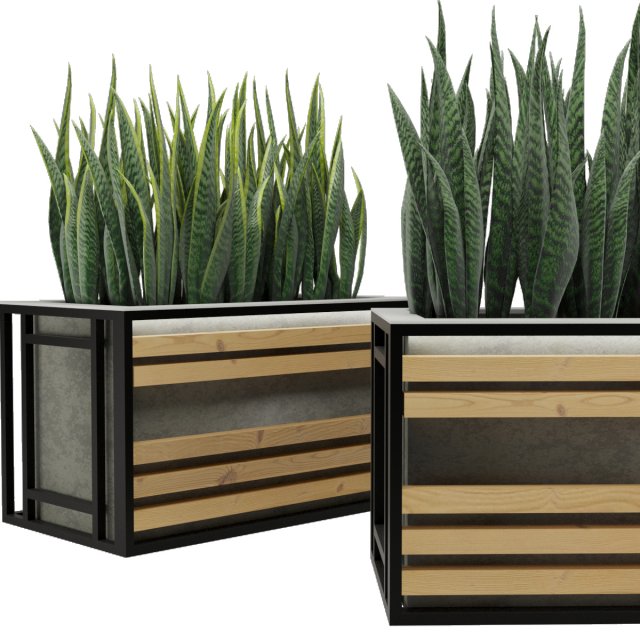 sansevieria 3D Model .c4d .max .obj .3ds .fbx .stl .blend 