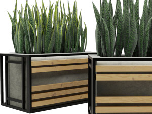 sansevieria 3Dモデル