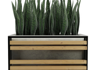 sansevieria 3D Model