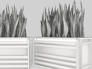 sansevieria 3D Model