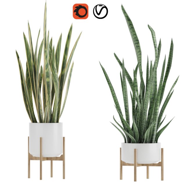 sansevieria part 2 3D Model .c4d .max .obj .3ds .fbx .stl .blend 