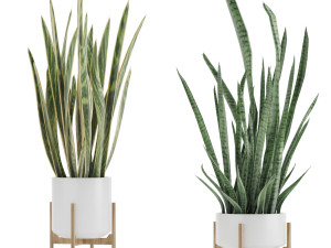 sansevieria part 2 3D 모델
