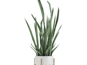 sansevieria part 2 3D Model