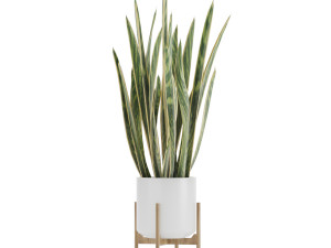 sansevieria part 2 3D Model