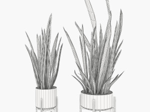 sansevieria part 2 3D Model
