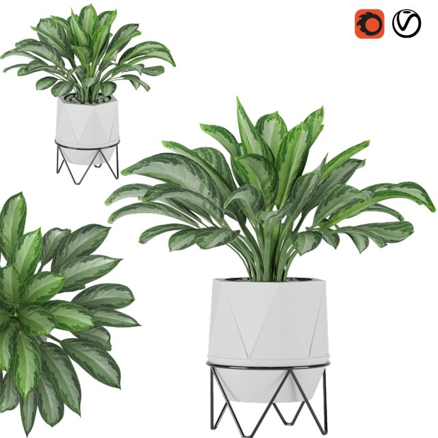 aglaonema commutatum 3D Model .c4d .max .obj .3ds .fbx .stl .blend 