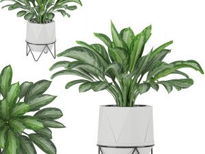 aglaonema commutatum 3D 모델