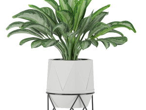 aglaonema commutatum 3D Model