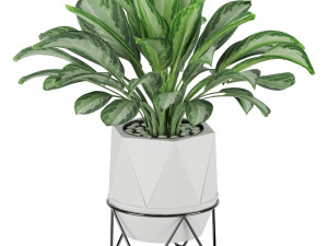 aglaonema commutatum 3D Model