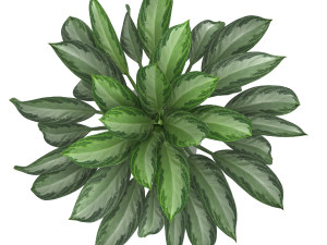 aglaonema commutatum 3D Model