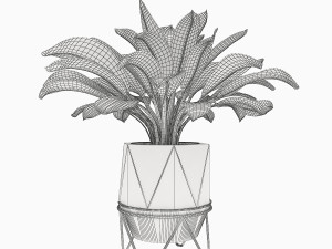 aglaonema commutatum 3D Model