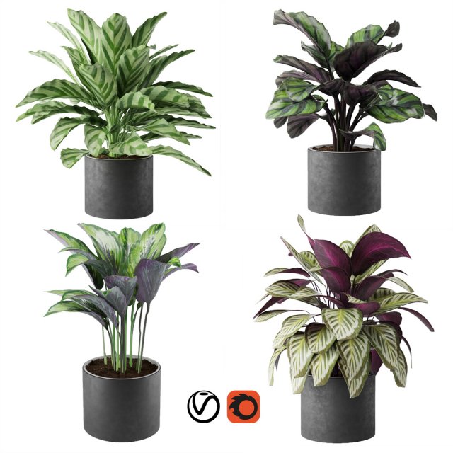 calathea collection 3D Model .c4d .max .obj .3ds .fbx .stl .blend 