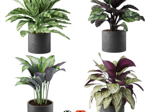 calathea collection 3D 모델