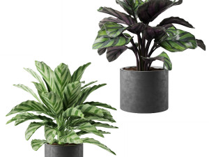 calathea collection 3D Model