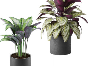 calathea collection 3D Model