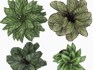 calathea collection 3D Model