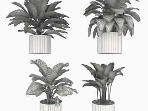 calathea collection 3D Model