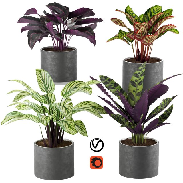 calathea collection 2 3D-Modell .c4d .max .obj .3ds .fbx .stl .blend 