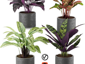 calathea collection 2 3D 모델