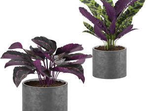 calathea collection 2 3D-Modell