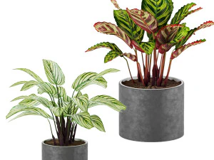 calathea collection 2 3D Model
