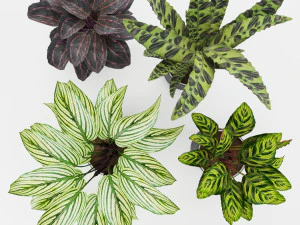 calathea collection 2 3D Model