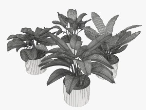 calathea collection 2 3D Model