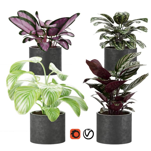 calathea collection 3 Model 3D .c4d .max .obj .3ds .fbx .stl .blend 