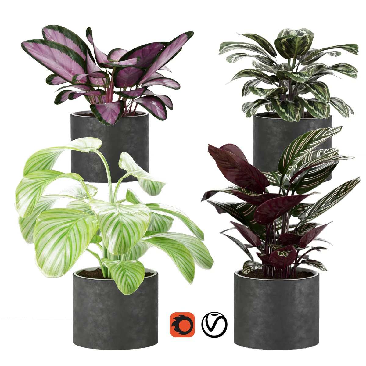 calathea collection 3 3D Model .c4d .max .obj .3ds .fbx .stl .blend 