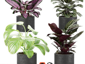 calathea collection 3 3D 모델