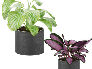 calathea collection 3 Model 3D