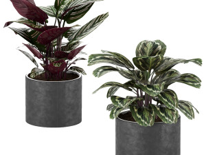 calathea collection 3 Model 3D