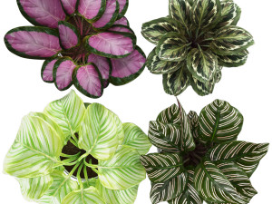calathea collection 3 Model 3D