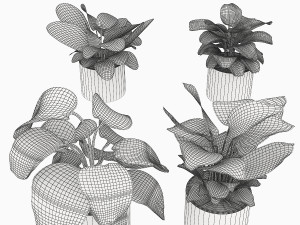 calathea collection 3 Model 3D