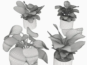 calathea collection 3 3D Model
