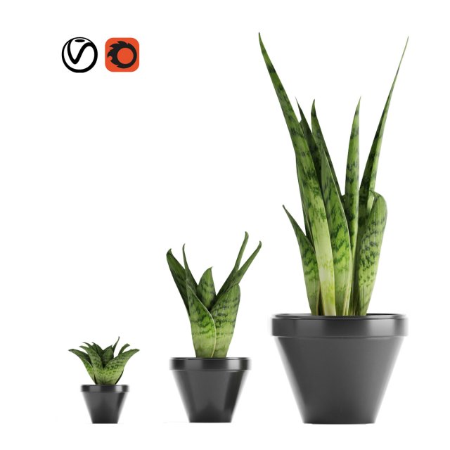 sansevieria part 3 3D Модель .c4d .max .obj .3ds .fbx .stl .blend 