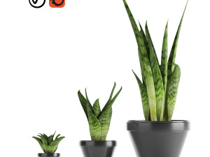 sansevieria part 3 3D 모델